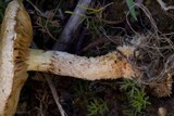 Pholiota gummosa image