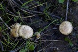 Pholiota gummosa image