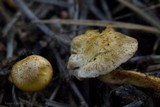 Pholiota gummosa image
