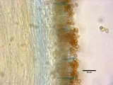 Pholiota gummosa image