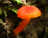 Hygrocybe miniata image