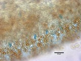Pholiota gummosa image