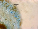 Pholiota gummosa image