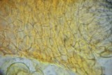 Calonectria pyrochroa image