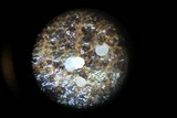 Calycellina populina image