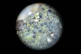 Helminthosphaeria corticiorum image