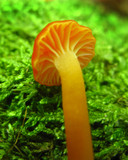 Hygrocybe miniata image
