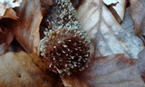 Penicillium vulpinum image