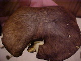 Suillus punctatipes image