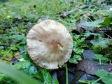 Entoloma rhodopolium image