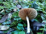 Entoloma rhodopolium image