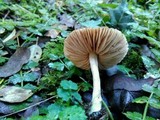 Entoloma rhodopolium image