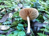 Entoloma rhodopolium image