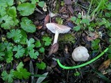 Mycena rosea image