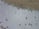 Psilocybe coprophila image