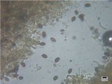 Psilocybe coprophila image