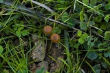 Psilocybe coprophila image