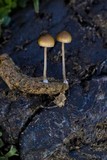 Psilocybe coprophila image