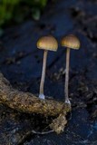 Psilocybe coprophila image