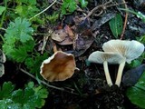 Gymnopus oreadoides image