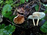 Gymnopus oreadoides image