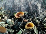 Peziza vesiculosa image