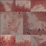 Psathyrella spadiceogrisea image