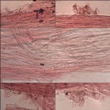 Psathyrella spadiceogrisea image