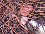 Gymnopus villosipes image