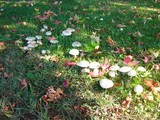Agaricus californicus image