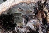 Perenniporia fraxinophila image