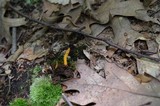 Leotia viscosa image