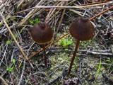 Entoloma papillatum image