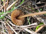 Entoloma papillatum image