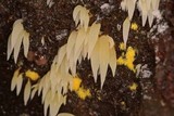 Mucronella fusiformis image