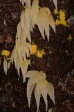 Mucronella fusiformis image