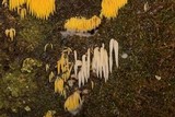 Mucronella fusiformis image