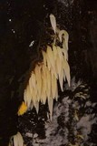 Mucronella fusiformis image