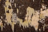 Mucronella fusiformis image