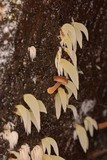 Mucronella fusiformis image
