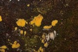 Mucronella flava image