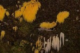 Mucronella flava image