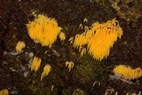 Mucronella flava image