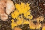 Mucronella flava image