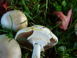 Agaricus californicus image