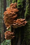 Laetiporus conifericola image