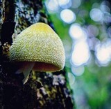Volvariella bombycina image