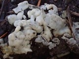 Sebacina epigaea image