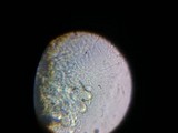 Myxarium nucleatum image