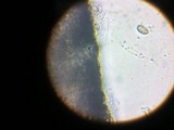 Myxarium nucleatum image